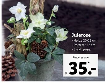 Lidl Julerose tilbud