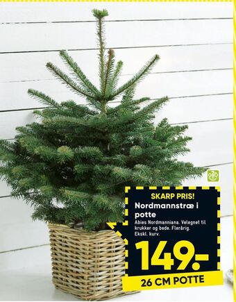 Nordmannstræ i potte