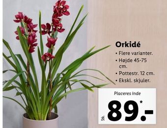 Lidl Orkidé tilbud