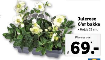 Lidl Julerose 6'er bakke tilbud
