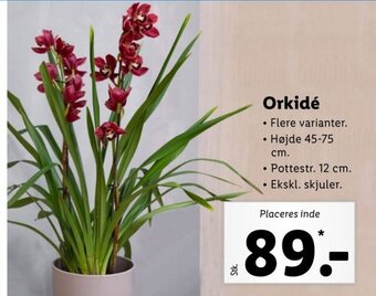 Lidl Orkidé tilbud