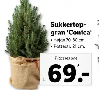 Sukkertop gran Conica