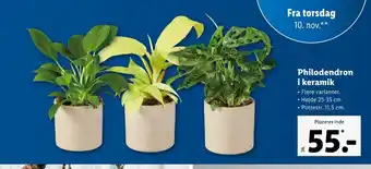 Lidl Philodendron i keramik tilbud
