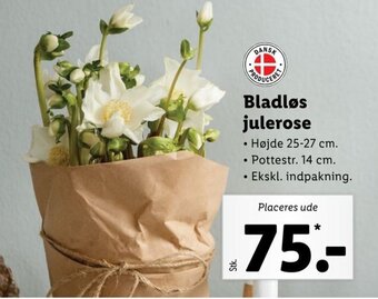 Lidl Bladløs julerose tilbud