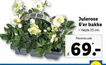 Lidl Julerose 6'er bakke tilbud
