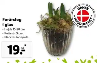 Lidl Forårsløg i Glas Hojde 15-20 cm tilbud