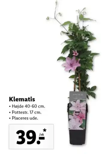 Klematis Hojde 40-60 cm