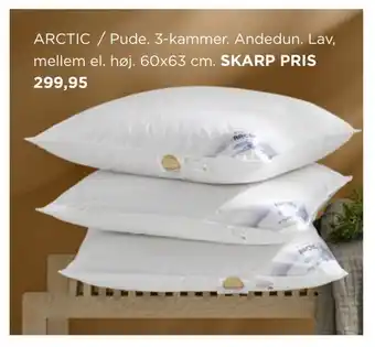 Arctic / pude