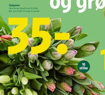 Tulipaner