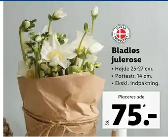 Lidl Bladløs julerose tilbud