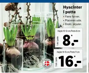 Lidl Hyacinter i potte tilbud