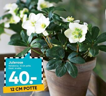 Julerose