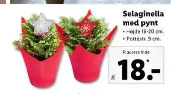 Selaginella med pynt