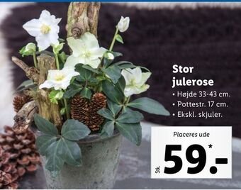 Lidl Stor julerose tilbud