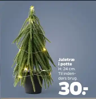 Juletræ i potte