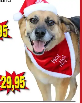 Harald Nyborg Til hund tilbud