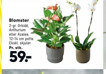 Bilka Blomster tilbud