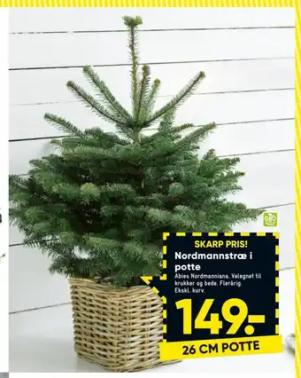 Bilka Nordmannstræ i potte tilbud
