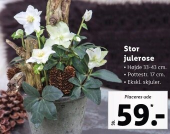 Stor julerose