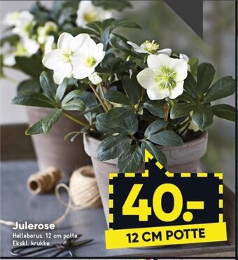 Julerose
