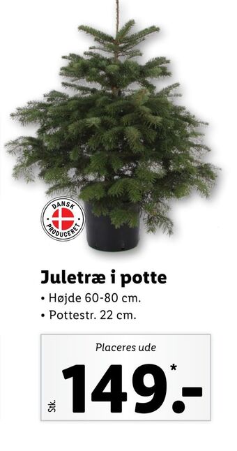 Lidl Juletræ i potte tilbud