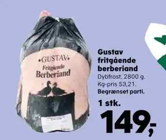 Gustav fritgående berberiand