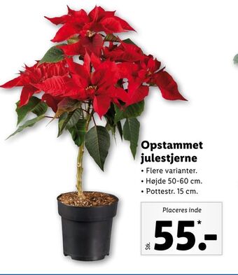 Lidl Opstammet julestjerne tilbud