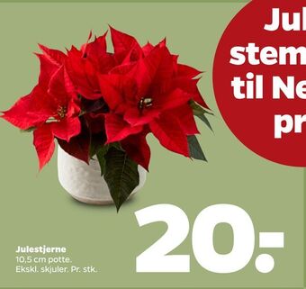 Julestjerne