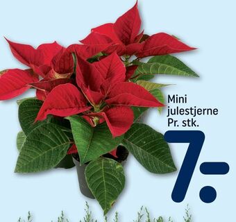 Mini julestjerne