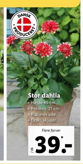 Stor dahlia