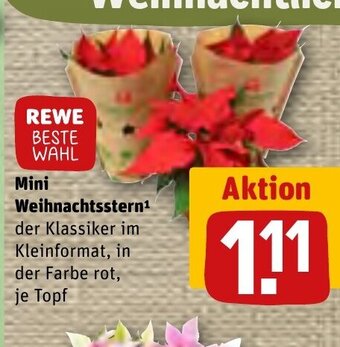 REWE DE Mini Weihnachtsstern tilbud