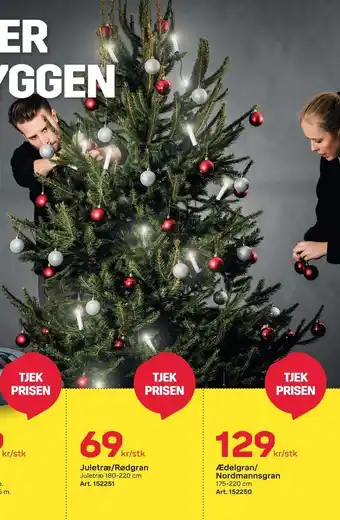 Juletræ/rødgran