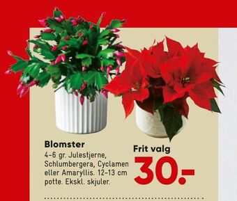 Bilka Blomster tilbud
