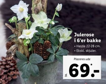 Lidl Julerose i 6'er bakke tilbud