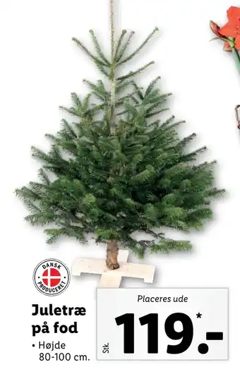 Lidl Juletræ på fod tilbud