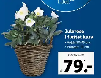 Lidl Julerose i flettet kurv tilbud