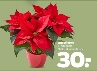 Netto Julestjerne tilbud