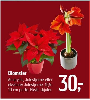 Føtex Blomster tilbud