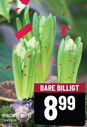 Løvbjerg Hyacint i potte tilbud