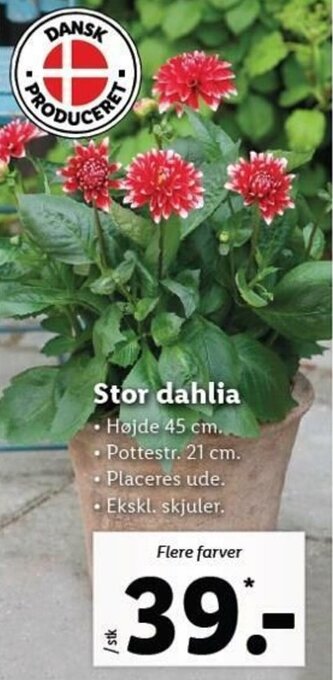 Lidl Stor Dahlia tilbud