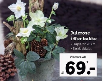 Lidl Julerose i 6'er bakke tilbud