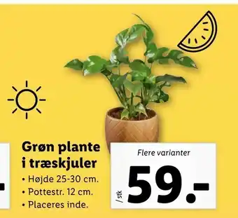 Grøn plante i træskjuler