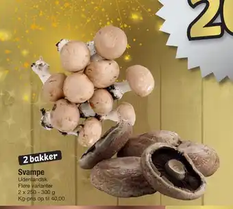 Svampe