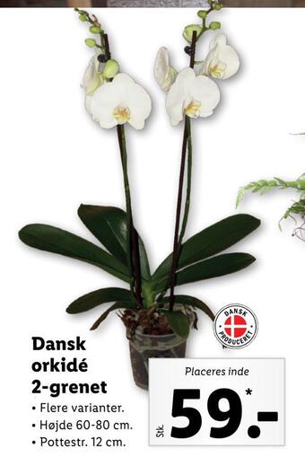 Lidl Dansk orkidé 2-grenet tilbud