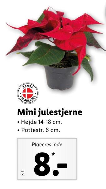 Lidl Mini julestjerne tilbud