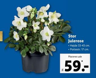 Lidl Stor julerose tilbud