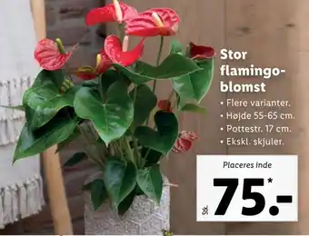 Lidl Stor flamingo blomst tilbud