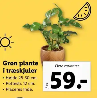 Lidl Grøn Plante i Træskjuler tilbud