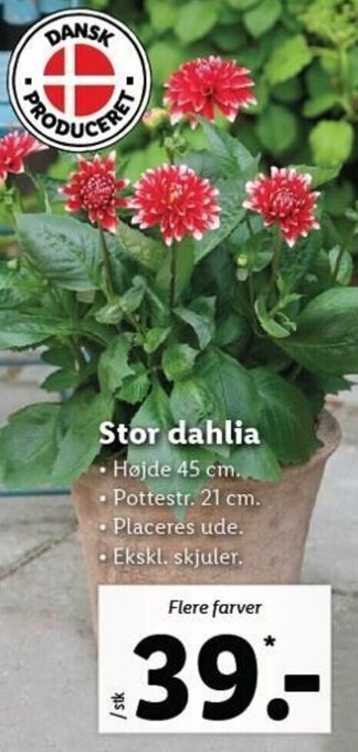 Lidl Stor Dahlia tilbud