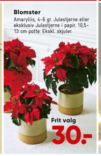 Bilka Blomster tilbud
